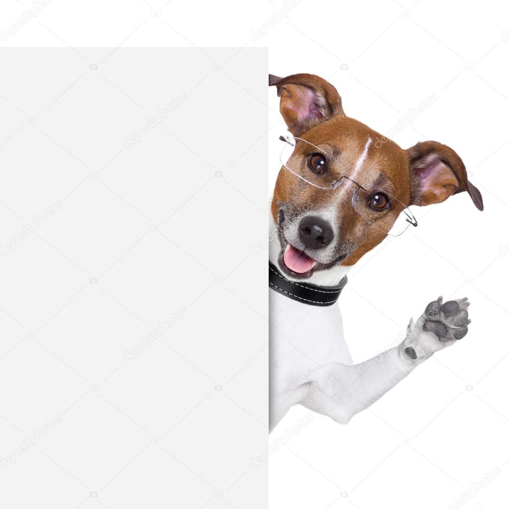 dog banner