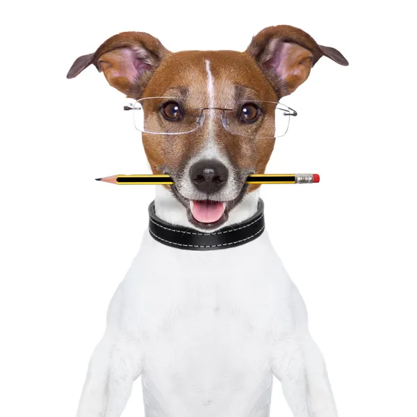 Dog pencil — Stock Photo, Image