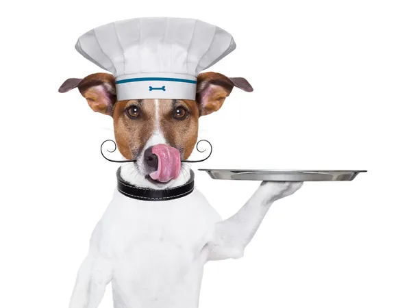 Cão cozinheiro chef — Fotografia de Stock