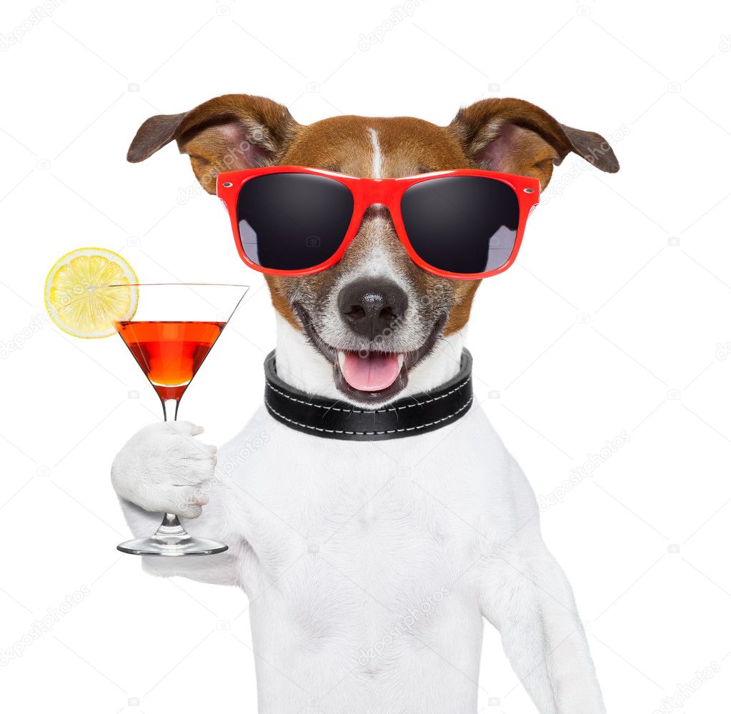 funny cocktail dog