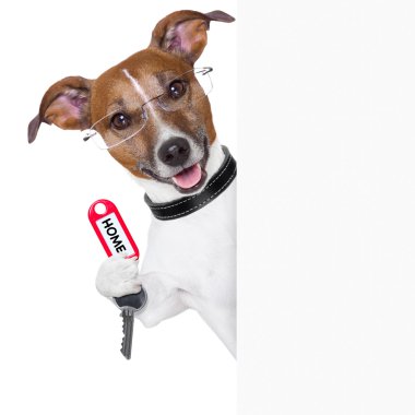 evde köpek sahibi
