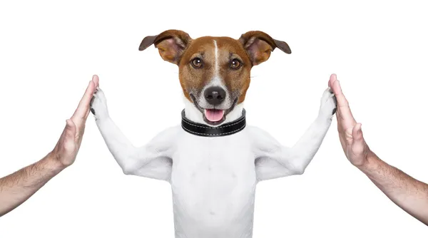 Dog high five — Stock Photo, Image