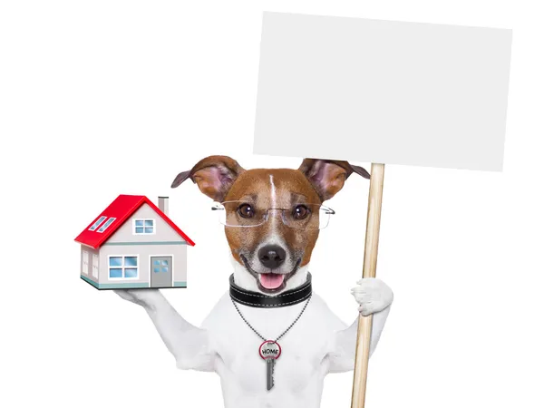 Banner dog home and key — Stock Photo, Image