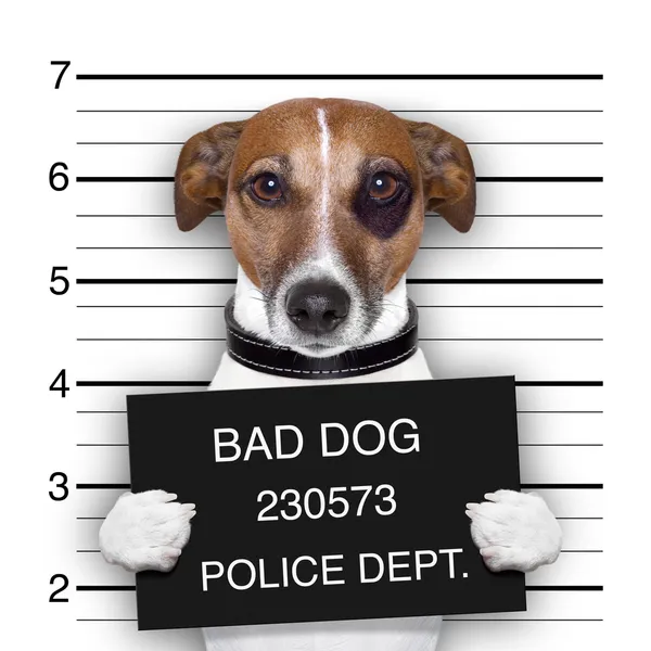 Mugshot dog — Stock Photo, Image