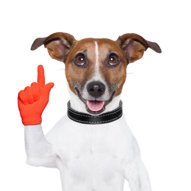 köpek fikir