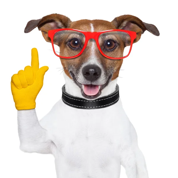 Akıllı okul köpek — Stok fotoğraf