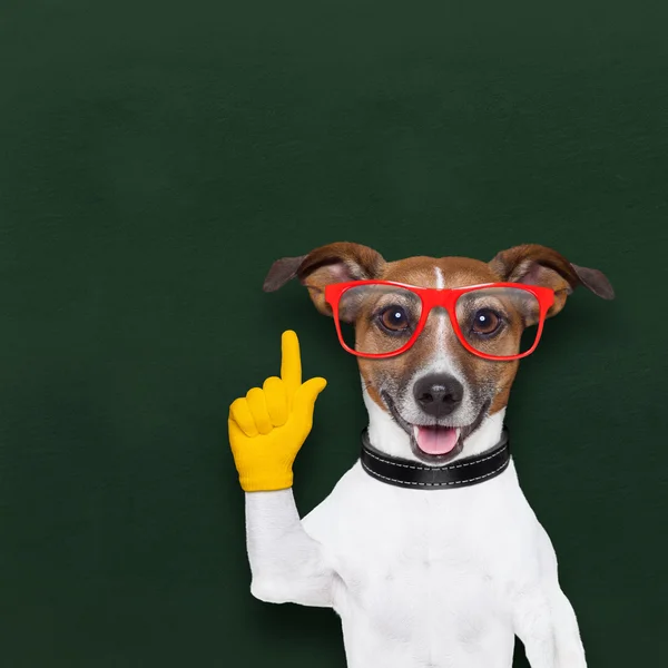 Cão da escola inteligente — Fotografia de Stock