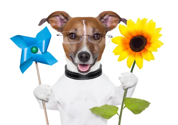 Eco energy dog — Stock Photo, Image