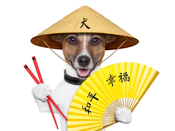 Asiatiska hund — Stockfoto