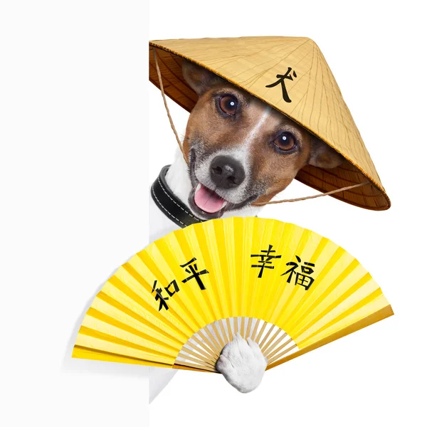 Asiatische Hunde — Stockfoto