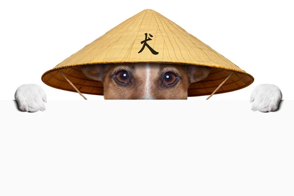 Asiático perro — Foto de Stock