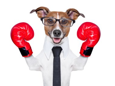 Boks köpek