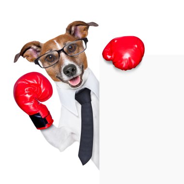 Boks köpek