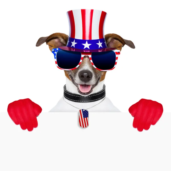 USA cane americano — Foto Stock