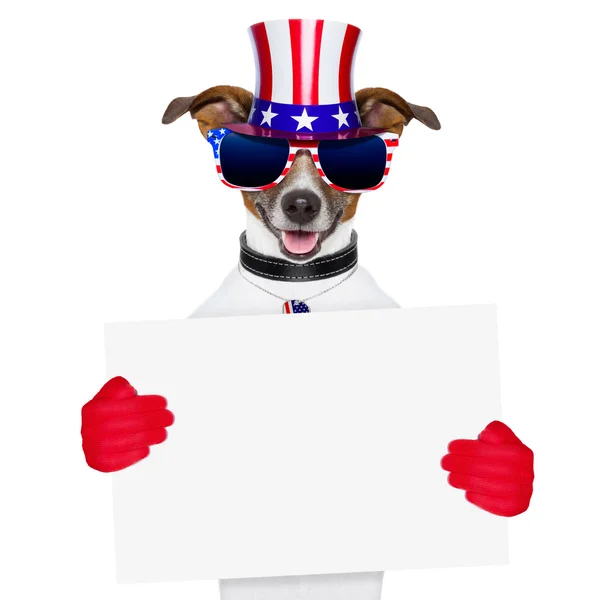 Cão americano — Fotografia de Stock