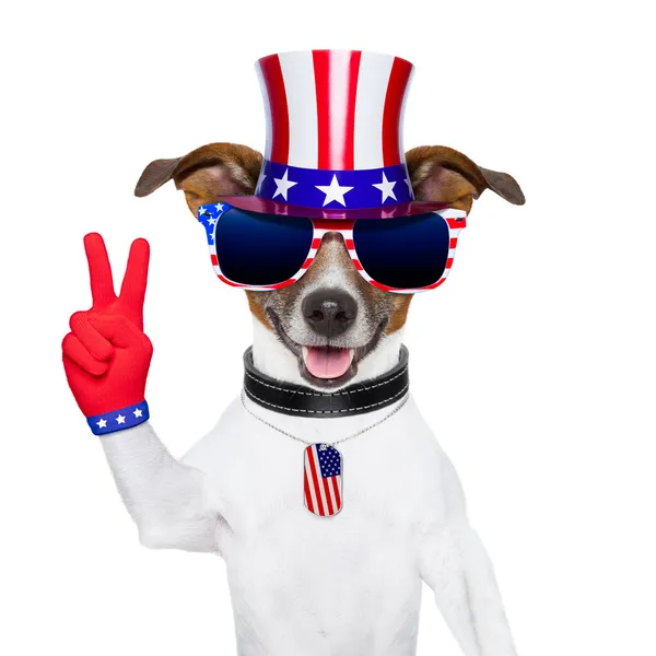 Usa american dog Stock Photo