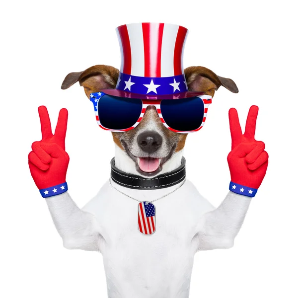 Usa american dog Stock Image