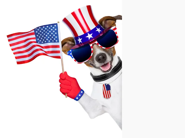 USA Amerikaanse hond — Stockfoto