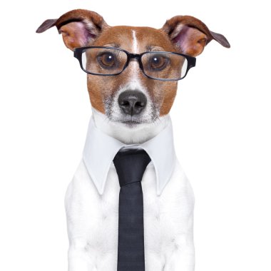 iş köpeği