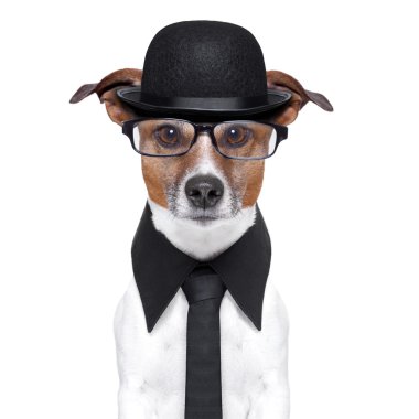 İngiliz köpek