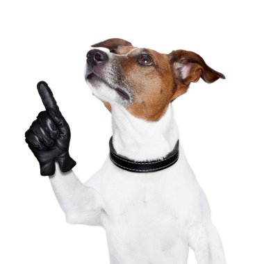 dog looking up and pointing