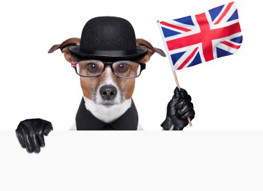 İngiliz köpek