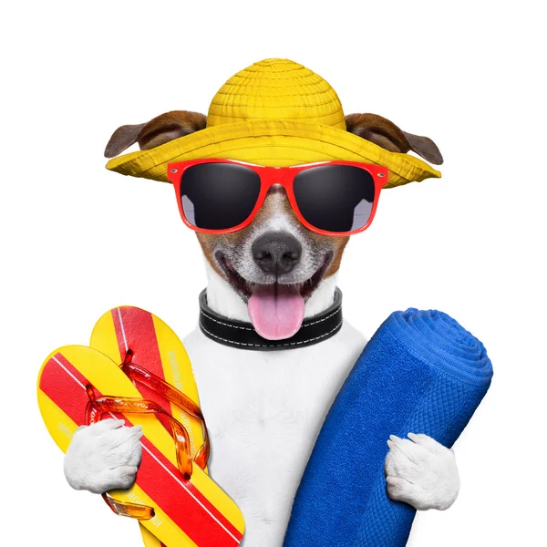 Summer beach dog — Stock Photo, Image