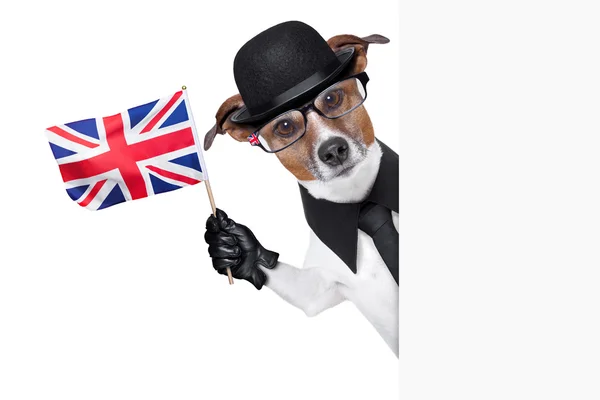 Brit kutya banner — Stock Fotó