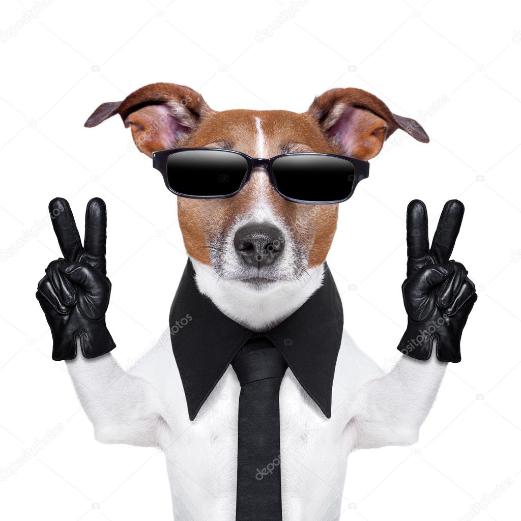 Cool dog with peace fingers in black leather gloves