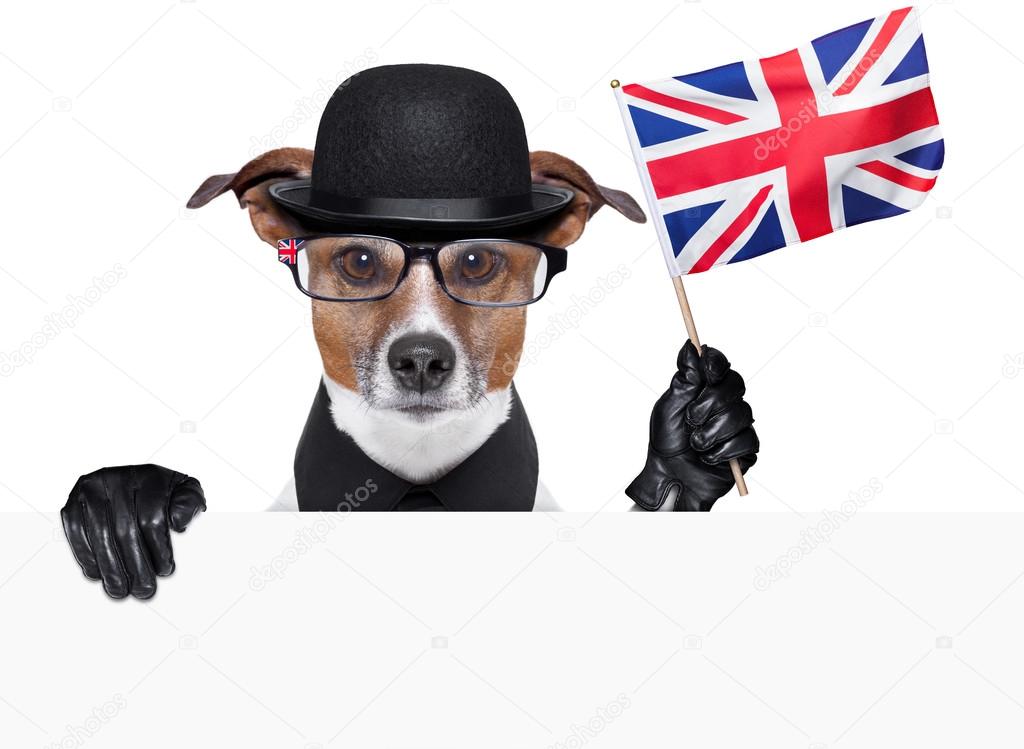 british dog