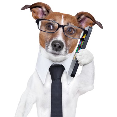 Akıllı köpek