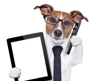 iş köpeği