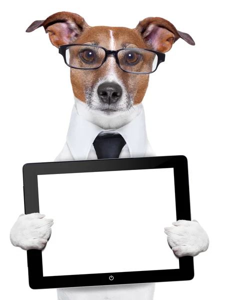 stock image business dog