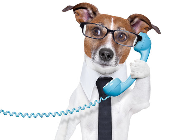 business dog on the phone