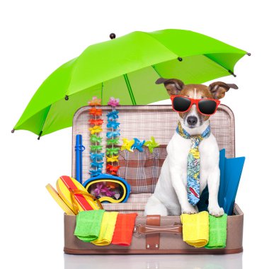 yaz tatil köpek