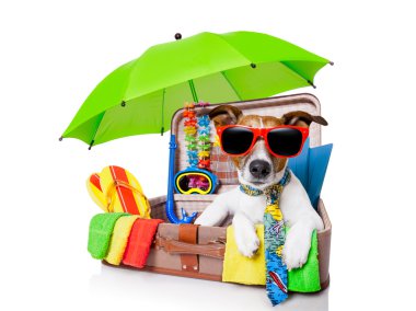 yaz tatil köpek