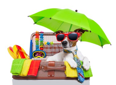 yaz tatil köpek