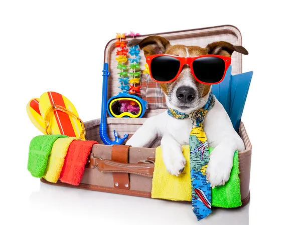 Vacanza estiva cane — Foto Stock