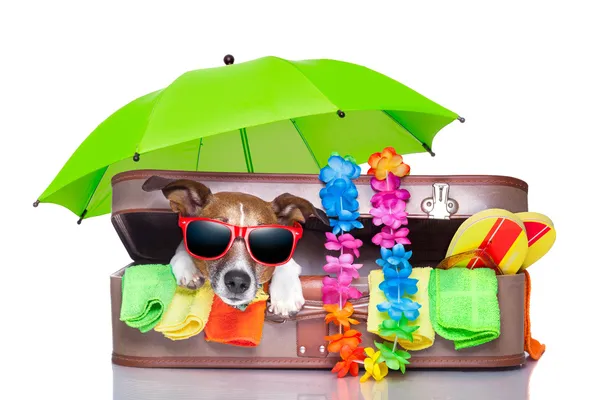 Summer holiday dog — Stock Photo, Image