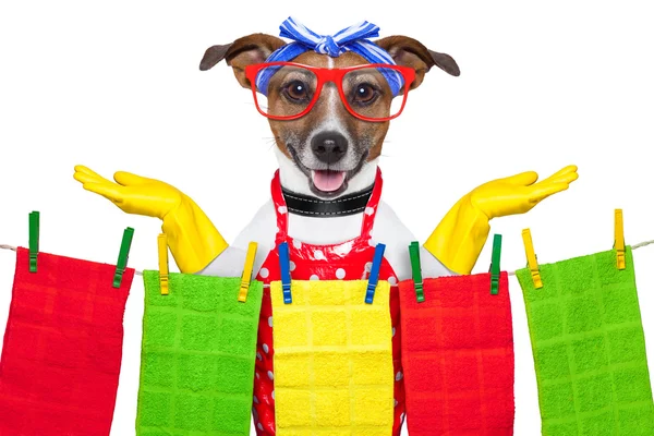 Hausfrauenhund — Stockfoto
