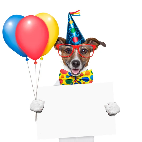 Perro de cumpleaños — Foto de Stock