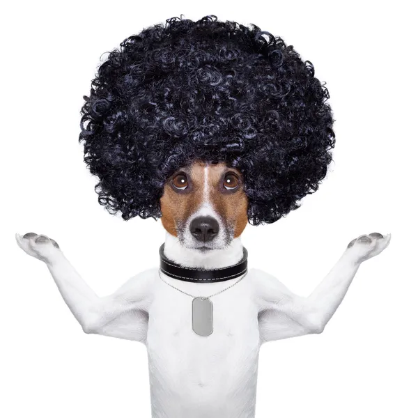 Afro dog — Stock Photo, Image