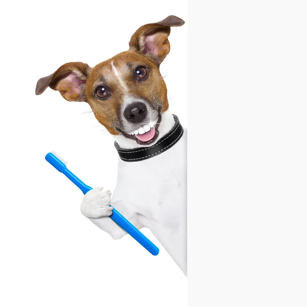 Perfect smile dog — Stock Photo, Image