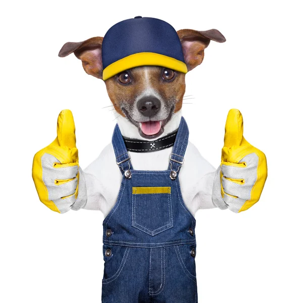 Craftsman dog — Stock Photo, Image