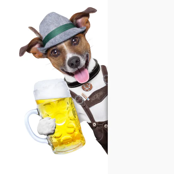 慕尼黑啤酒节的狗 — 图库照片