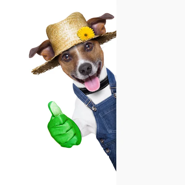 Gartenhund — Stockfoto