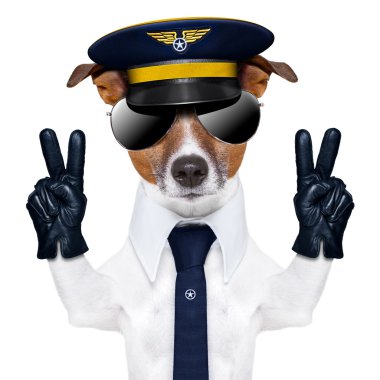 Pilot köpek