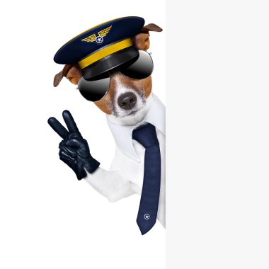 Pilot köpek