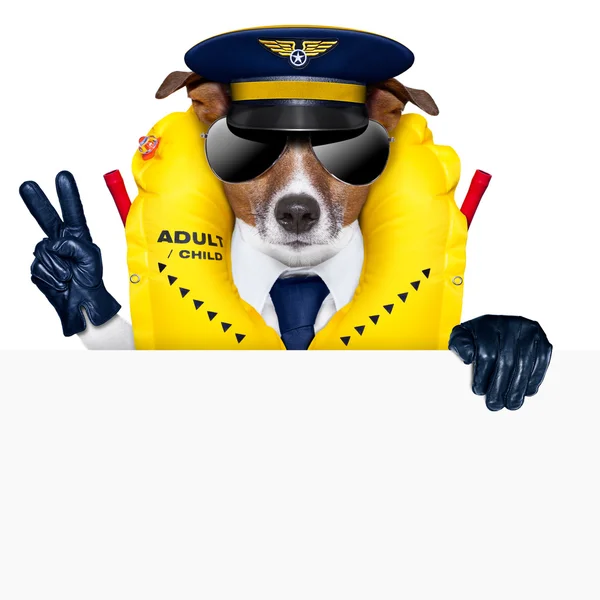 Pies pilota — Zdjęcie stockowe