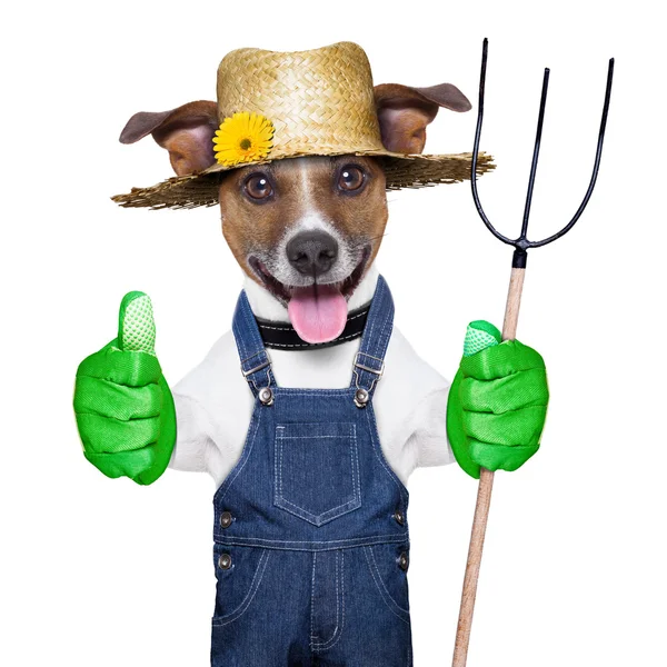 Perro agricultor — Foto de Stock